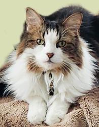 Lost Male Cat last seen to the left of my home a Cul de Sac / to the right of my home Frankfurt St, Millville, NJ 08332