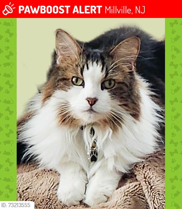 Lost Male Cat last seen to the left of my home a Cul de Sac / to the right of my home Frankfurt St, Millville, NJ 08332