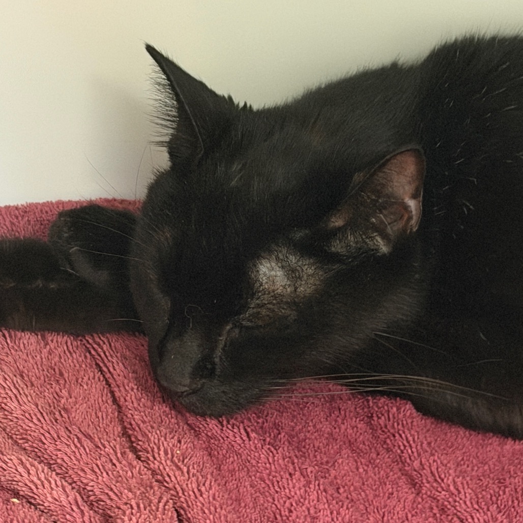 Shelter Stray Male Cat last seen , Animal Care & Control Team of Philly, 111 W Hunting Park Ave, Philadelphia, PA 19140, USA