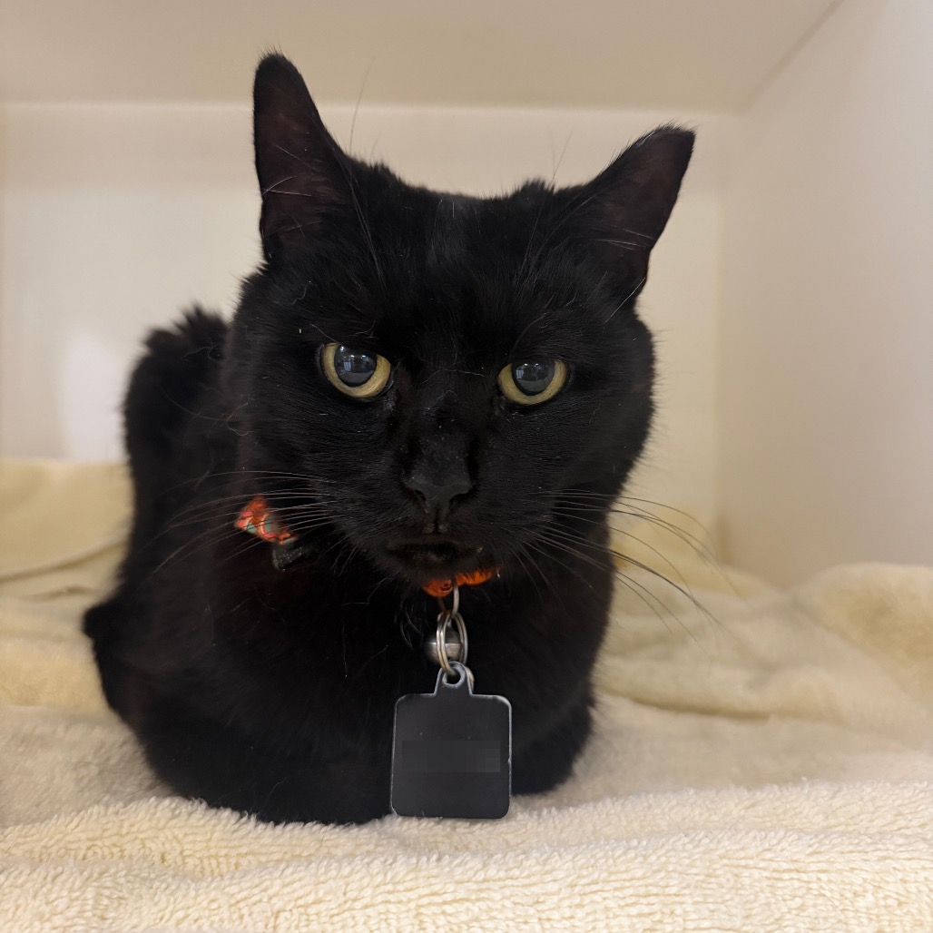 Shelter Stray Female Cat last seen , Animal Care & Control Team of Philly, 111 W Hunting Park Ave, Philadelphia, PA 19140, USA