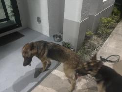 Found/Stray Male Dog last seen jung blvd e, Naples, FL 34120