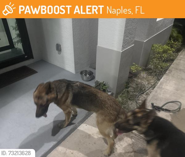 Found/Stray Male Dog last seen jung blvd e, Naples, FL 34120