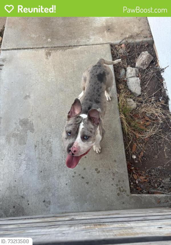 Reunited Male Dog last seen Colusa, Vista, CA 92083
