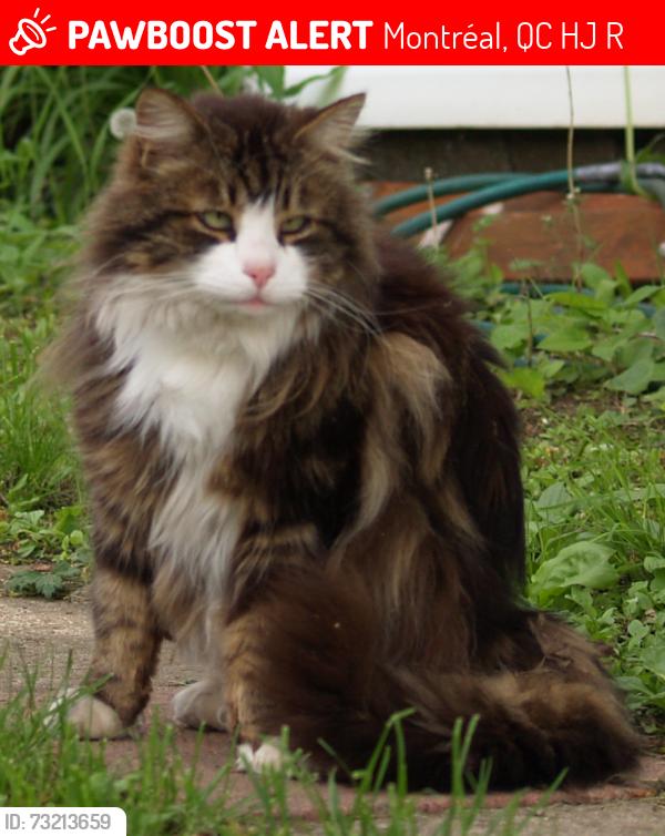 Lost Male Cat last seen Grier & Dugas, Montréal, QC H9J 3R4