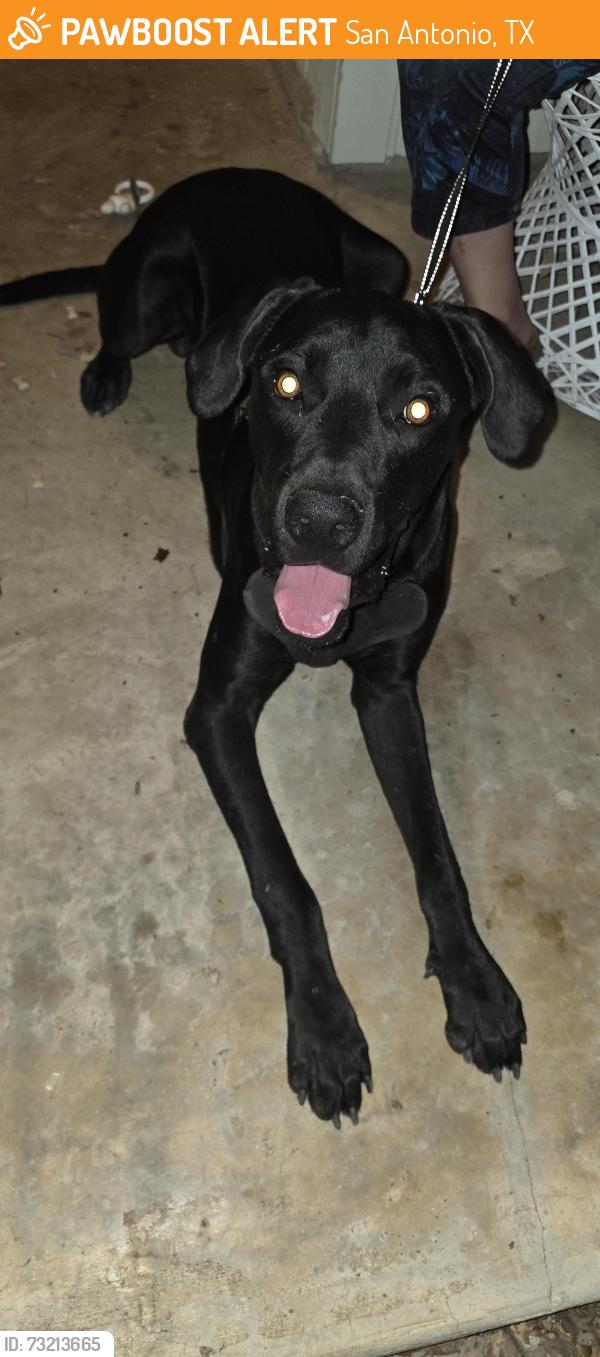 Found/Stray Male Dog last seen Timber Trace & Timber Flower, San Antonio, TX 78250