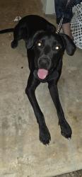 Found/Stray Male Dog last seen Timber Trace & Timber Flower, San Antonio, TX 78250