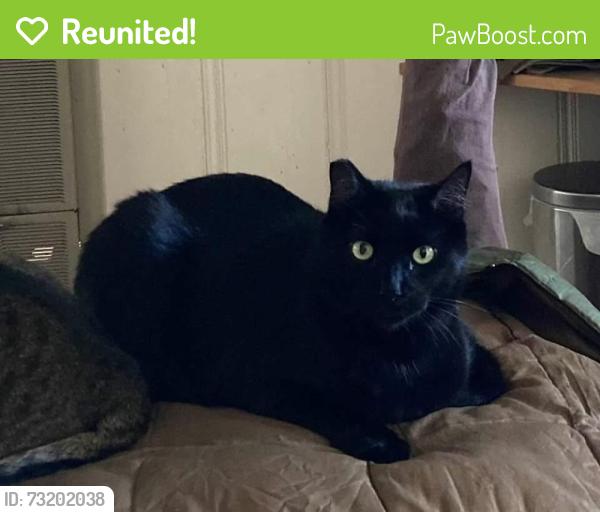 Reunited Male Cat last seen Summitrose Street and Hillrose Avenue, Los Angeles, CA 91042