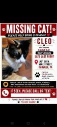 Lost Female Cat last seen Center street, Danville, PA 17821