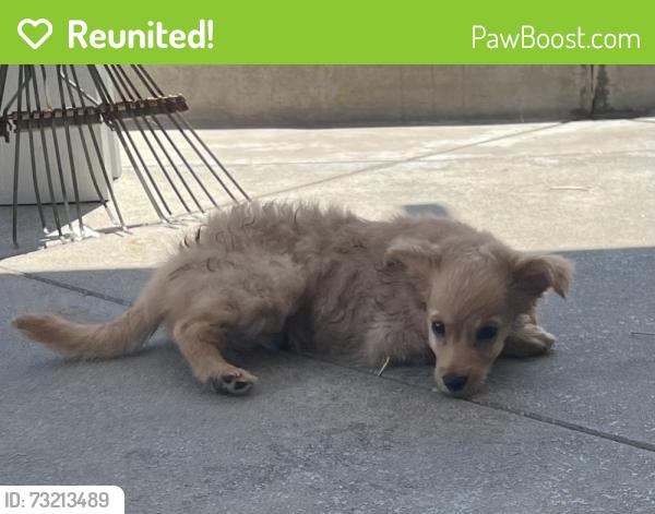 Reunited Male Dog last seen Amar Rd and Hacienda, La Puente, CA 91744