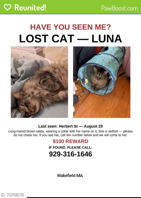 Reunited Female Cat last seen Herbert St at Bennett St, Wakefield, MA 01880
