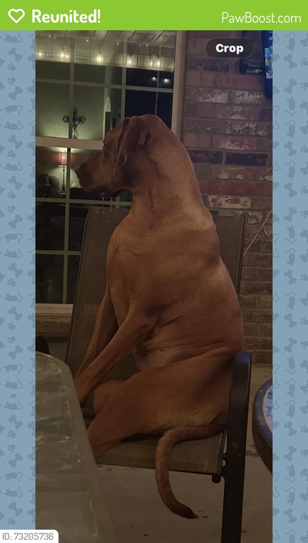 Reunited Female Dog last seen Near Otoe st Farmington, Farmington, AR 72730