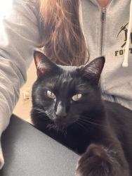 Lost Female Cat last seen Francis Dr / Alta Sierra, Grass Valley, CA 95949