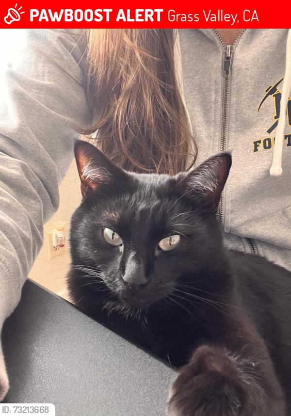Lost Female Cat last seen Francis Dr / Alta Sierra, Grass Valley, CA 95949