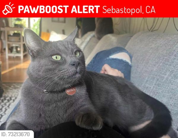 Lost Male Cat last seen E Hurlbut Ave, Analy High School, Sebastopol, CA 95472