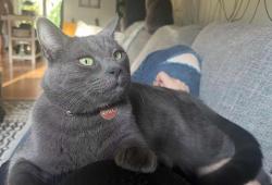 Lost Male Cat last seen E Hurlbut Ave, Analy High School, Sebastopol, CA 95472