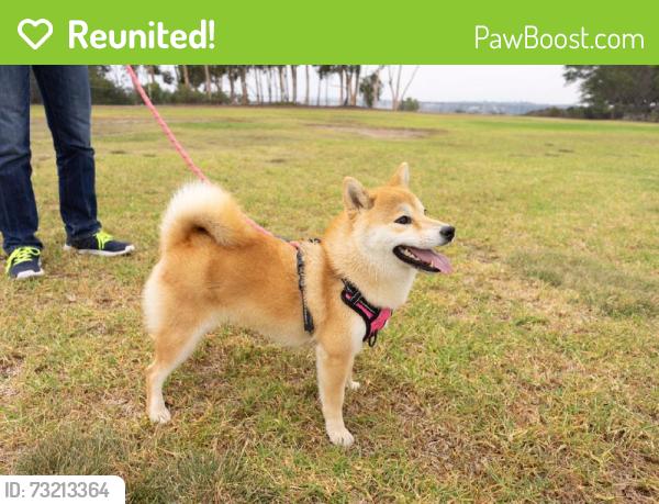 Reunited Female Dog last seen Near Wendover Terrace, San Diego, CA 92130, USA, San Diego, CA 92130