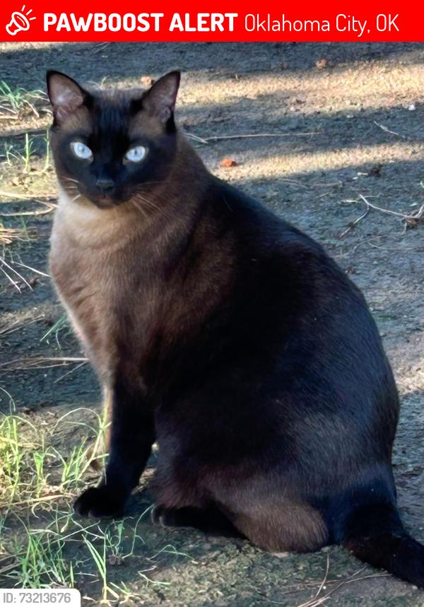 Lost Male Cat last seen Eastvalley RD and SW 133rd ST, or between Western and Santa Fe on SW 134th, Oklahoma City, OK 73170