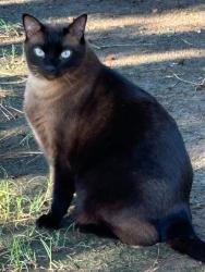 Lost Male Cat last seen Eastvalley RD and SW 133rd ST, or between Western and Santa Fe on SW 134th, Oklahoma City, OK 73170
