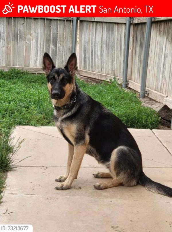 Lost Female Dog last seen W hildebrand, San Antonio, TX 78212