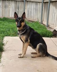 Lost Female Dog last seen W hildebrand, San Antonio, TX 78212