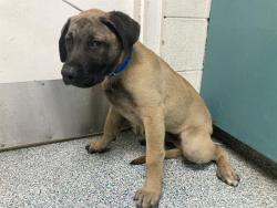 Shelter Stray Male Dog last seen Near BLK E RHEA ST LONG BEACH CA 90806, 7700 E Spring St, Long Beach, CA 90815, USA
