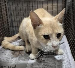 Shelter Stray Female Cat last seen VINE ST., 4710 TX-151, San Antonio, TX 78227, USA