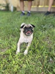 Lost Female Dog last seen Jackson Keller & Blanco, San Antonio, TX 78216