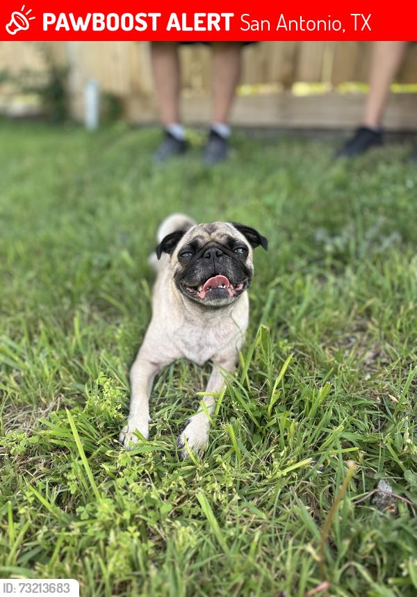 Lost Female Dog last seen Jackson Keller & Blanco, San Antonio, TX 78216
