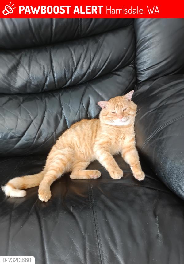 Lost Male Cat last seen Near Collared st, Harrisdale, WA 6112