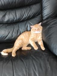 Lost Male Cat last seen Near Collared st, Harrisdale, WA 6112