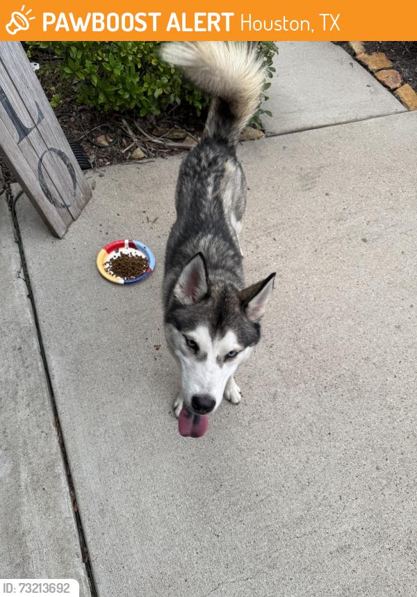 Found/Stray Unknown Dog last seen Summer City Drive, Houston, TX 77047