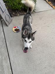 Found/Stray Unknown Dog last seen Summer City Drive, Houston, TX 77047