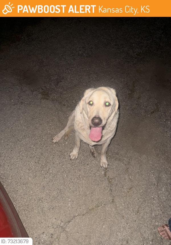 Found/Stray Male Dog last seen Near S 51st St, Kansas City, KS 66106