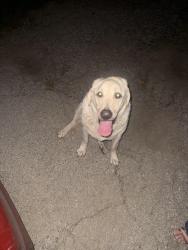 Found/Stray Male Dog last seen Near S 51st St, Kansas City, KS 66106