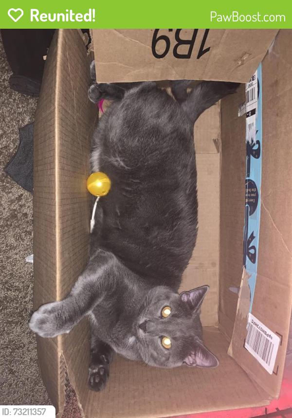 Reunited Male Cat last seen I-75 and Sheridan, Arvada, CO 80002