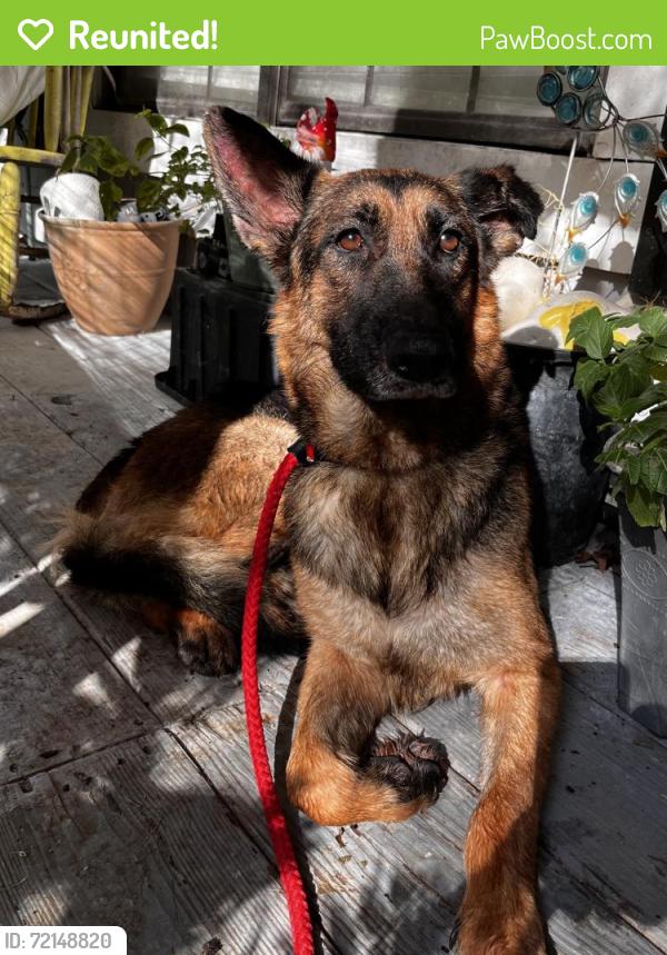 Reunited Female Dog last seen Near Magnolia Dr, New Caney, TX 77357, USA, New Caney, TX 77357