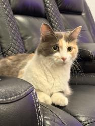 Found/Stray Female Cat last seen S fir ave, Broken Arrow, OK 74012