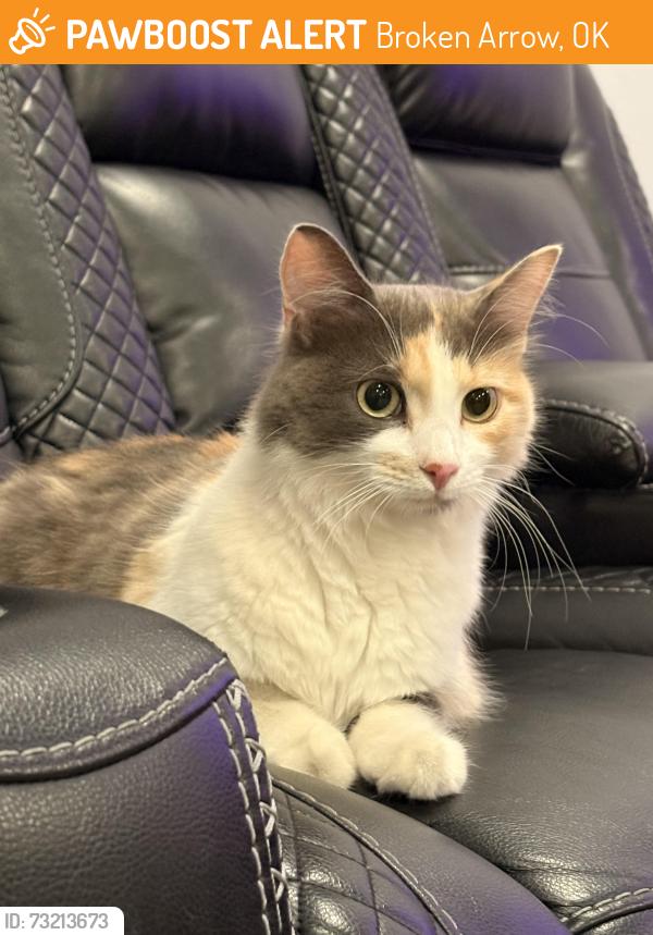 Found/Stray Female Cat last seen S fir ave, Broken Arrow, OK 74012