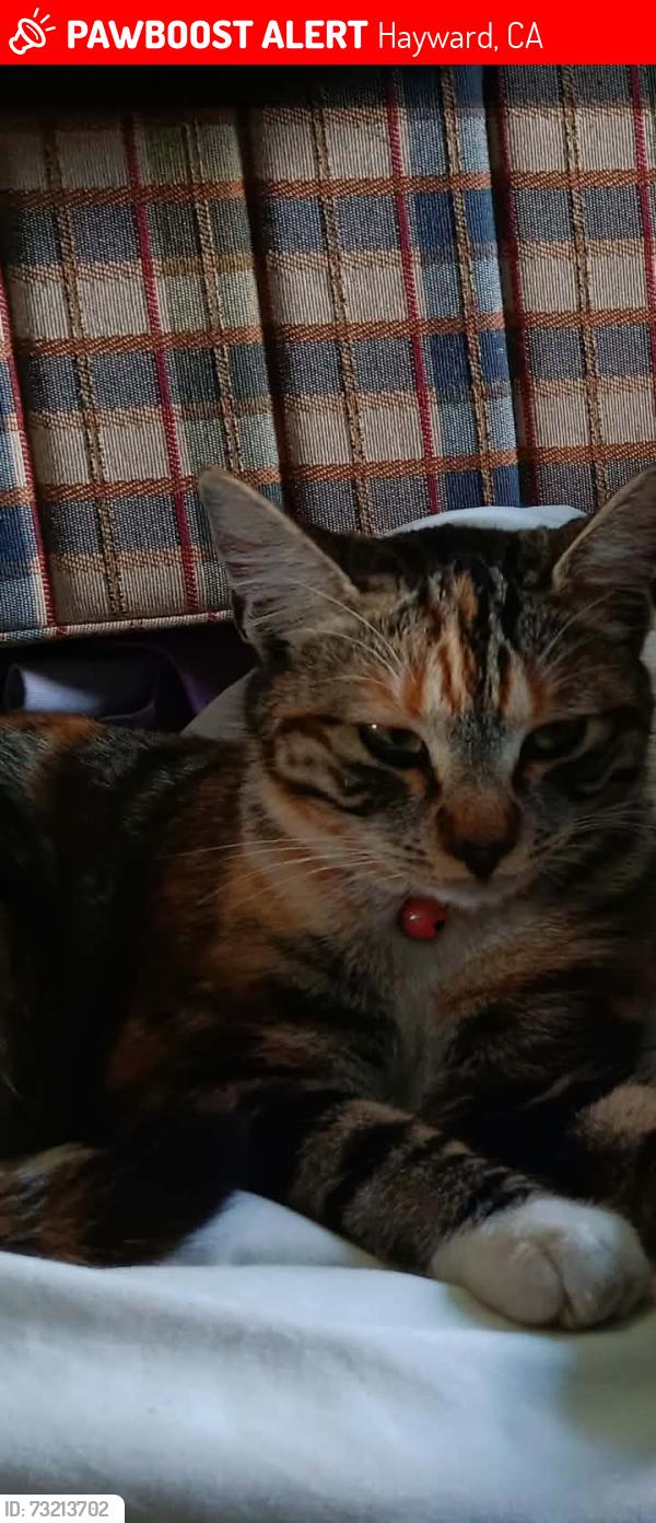 Lost Female Cat last seen Meekland ave, Hayward, CA 94541