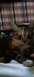 Lost Female Cat last seen Meekland ave, Hayward, CA 94541