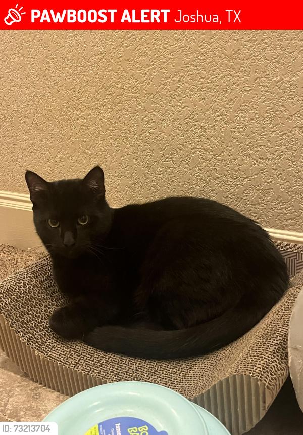 Lost Male Cat last seen Near, Joshua, TX 76058