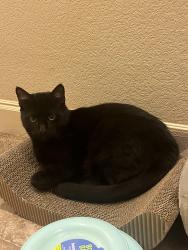 Lost Male Cat last seen Near, Joshua, TX 76058