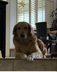 Reunited Female Dog last seen Sierra lakes Fontana, Fontana, CA 92336