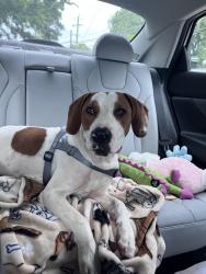 Found/Stray Male Dog last seen Benning Hills Head Start, Columbus, GA 31903