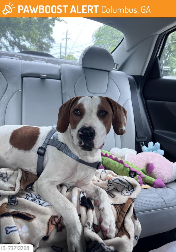 Found/Stray Male Dog last seen Benning Hills Head Start, Columbus, GA 31903
