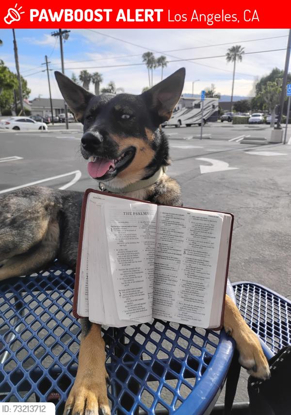 Lost Female Dog last seen PCH and Avalon, Los Angeles, CA 90744