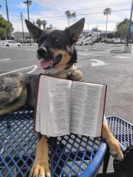 Lost Female Dog last seen PCH and Avalon, Los Angeles, CA 90744