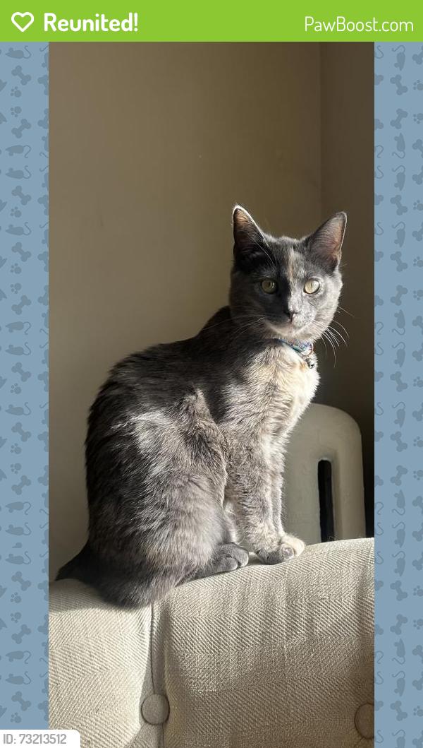 Reunited Female Cat last seen Downer and Park, Milwaukee, WI 53211