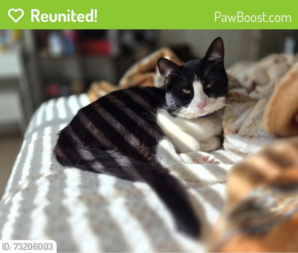 Reunited Male Cat last seen 𝐍𝐚𝐧𝐭𝐢𝐜𝐨𝐤𝐞 𝐑𝐝 & 𝐆𝐨𝐬𝐡𝐮𝐭𝐞, Apple Valley, CA 92307