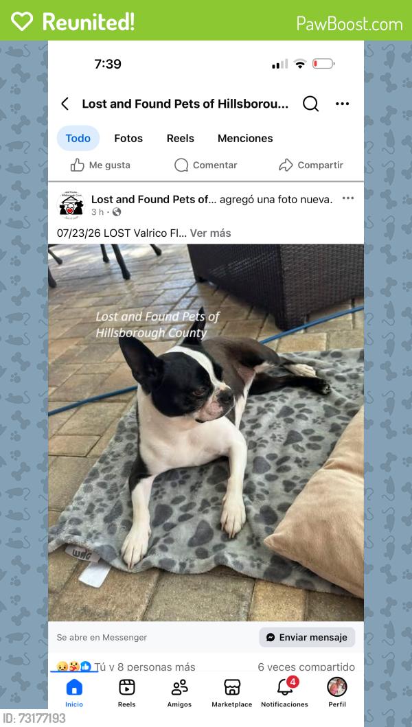Reunited Female Dog last seen Laurel oak dr valrico fl 33596, Valrico, FL 33596